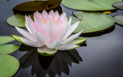 Understanding the 8 Limbs of Yoga